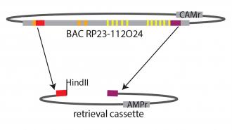 recombineering, floxed gene construction